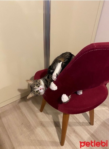 Tekir Kedi, Kedi  Pelinsu fotoğrafı