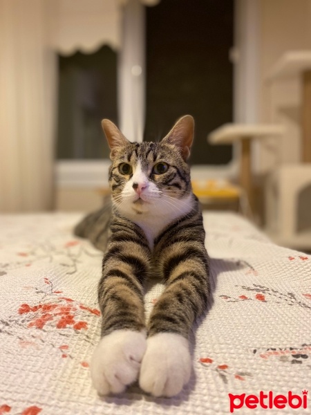 Tekir Kedi, Kedi  Pelinsu fotoğrafı