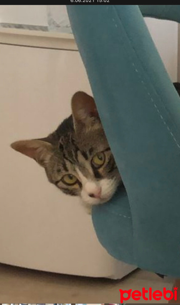 Tekir Kedi, Kedi  Pelinsu fotoğrafı