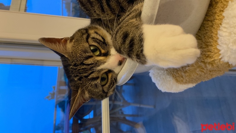 Tekir Kedi, Kedi  Pelinsu fotoğrafı