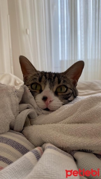 Tekir Kedi, Kedi  Pelinsu fotoğrafı
