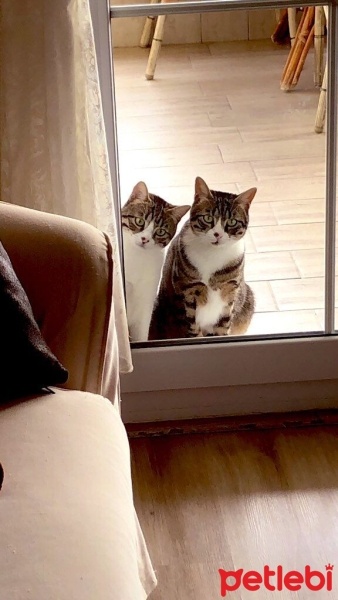 Tekir Kedi, Kedi  Pelinsu fotoğrafı