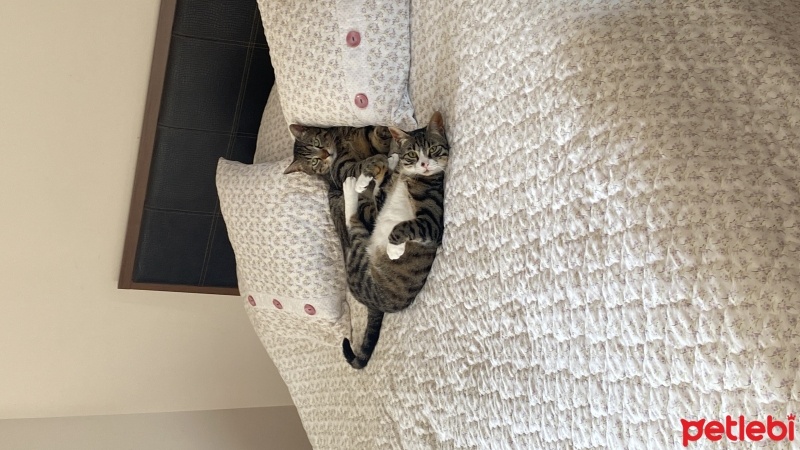 Tekir Kedi, Kedi  Pelinsu fotoğrafı