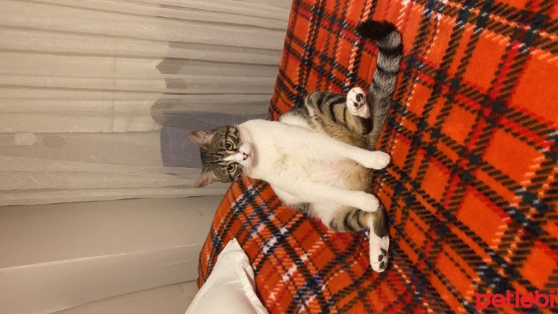 Tekir Kedi, Kedi  Sudenaz fotoğrafı