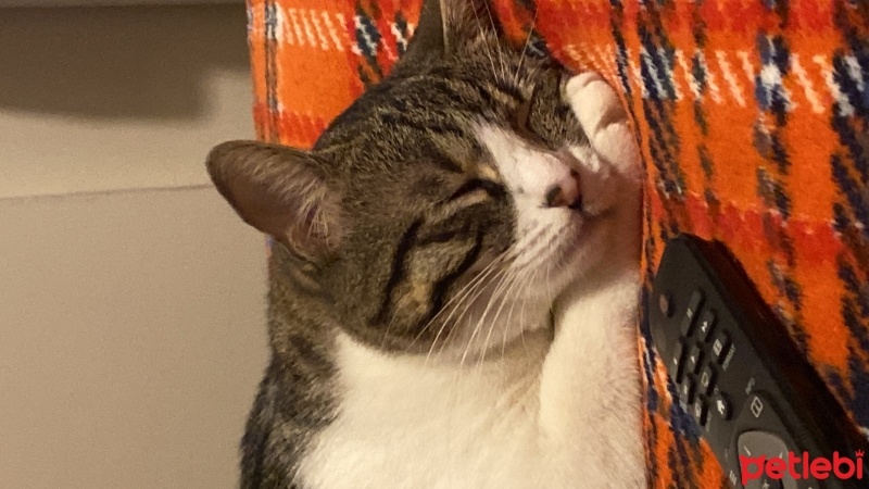 Tekir Kedi, Kedi  Sudenaz fotoğrafı
