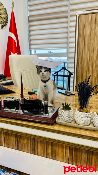 Tekir Kedi, Kedi  Sudenaz fotoğrafı