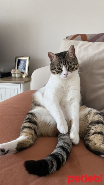 Tekir Kedi, Kedi  Sudenaz fotoğrafı