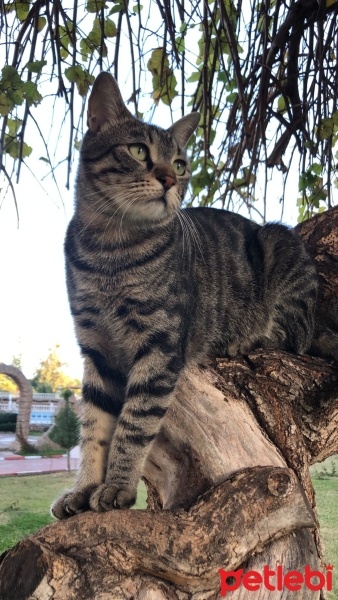 Tekir Kedi, Kedi  Haydar fotoğrafı