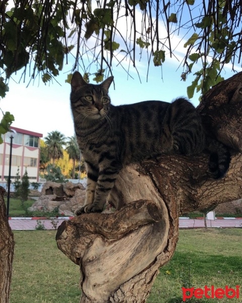 Tekir Kedi, Kedi  Haydar fotoğrafı