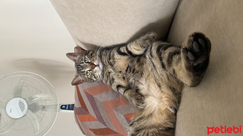 Tekir Kedi, Kedi  Haydar fotoğrafı
