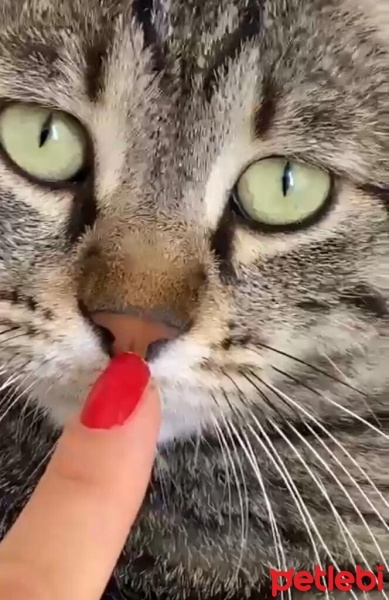 Tekir Kedi, Kedi  Haydar fotoğrafı