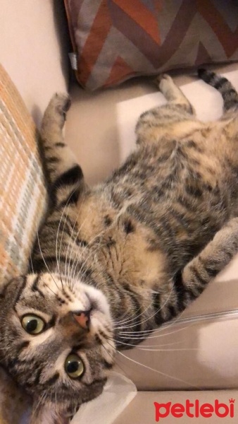 Tekir Kedi, Kedi  Haydar fotoğrafı