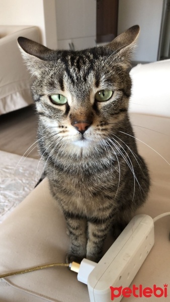 Tekir Kedi, Kedi  Haydar fotoğrafı