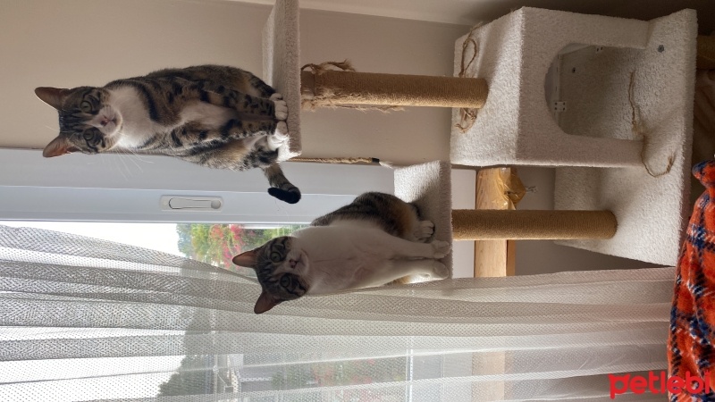 Tekir Kedi, Kedi  Haydar fotoğrafı