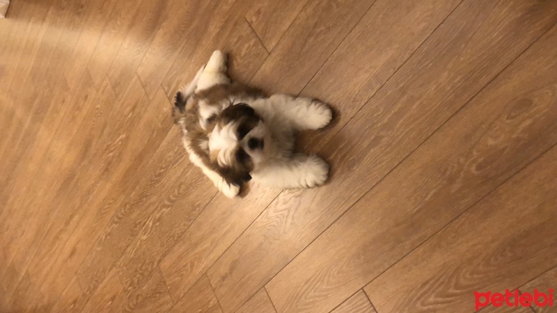 Shih Tzu, Köpek  Şiba fotoğrafı