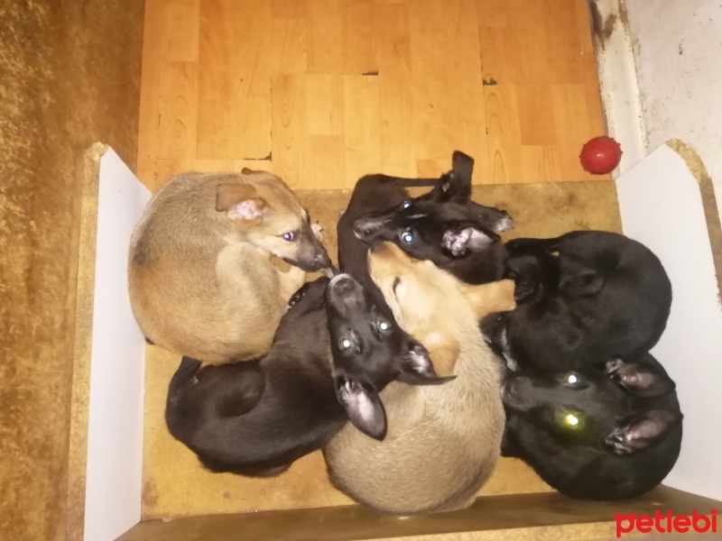 Belçika Malinois, Köpek  Malinuis fotoğrafı