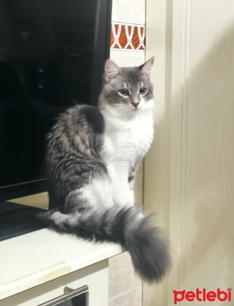 Tekir Kedi, Kedi  Pamuk fotoğrafı