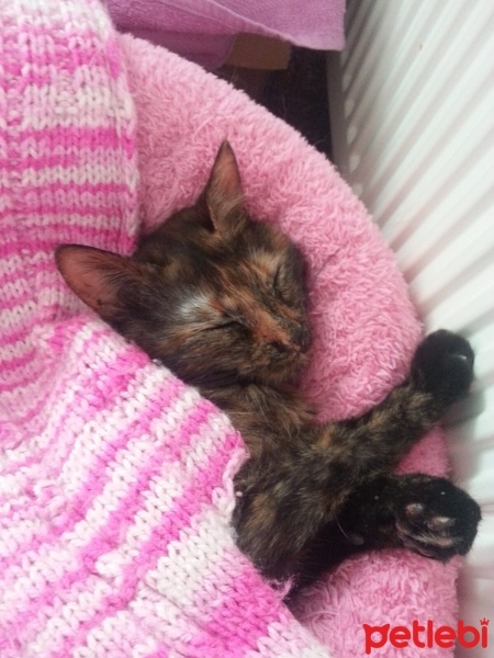 Tekir Kedi, Kedi  Boncuk fotoğrafı