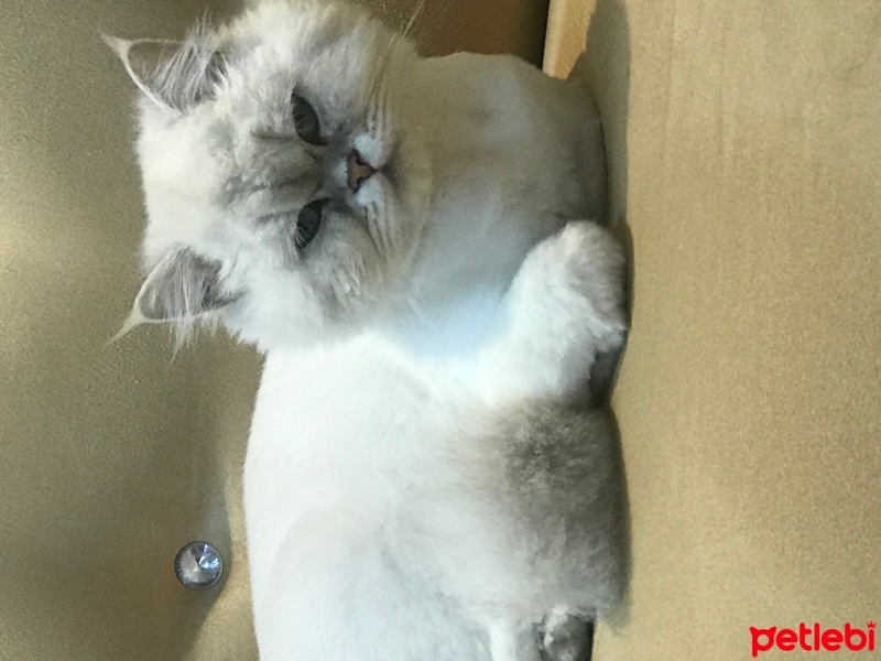 İran Kedisi (Persian), Kedi  Maviş fotoğrafı