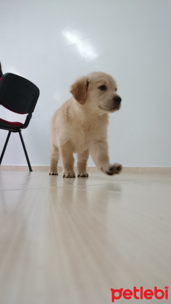 Golden Retriever, Köpek  LEYDİ fotoğrafı
