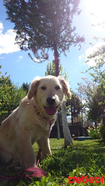 Golden Retriever, Köpek  LEYDİ fotoğrafı