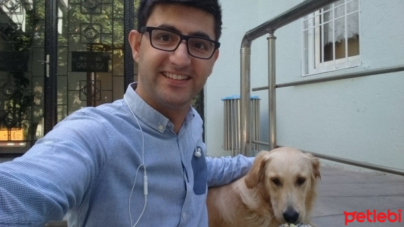 Golden Retriever, Köpek  LEYDİ fotoğrafı