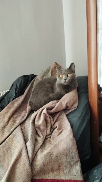 British Shorthair, Kedi  Gucini fotoğrafı