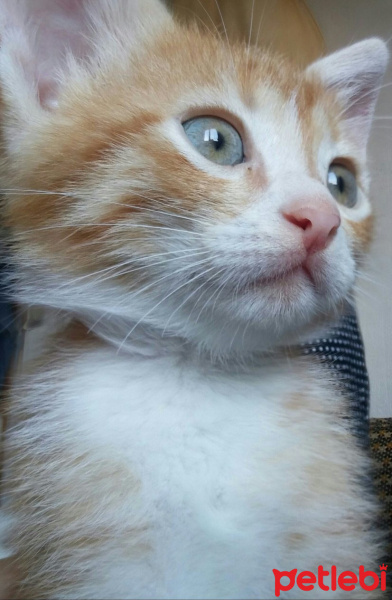 Tekir Kedi, Kedi  Paşa fotoğrafı