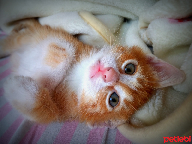 Tekir Kedi, Kedi  Paşa fotoğrafı
