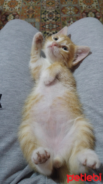 Tekir Kedi, Kedi  Paşa fotoğrafı