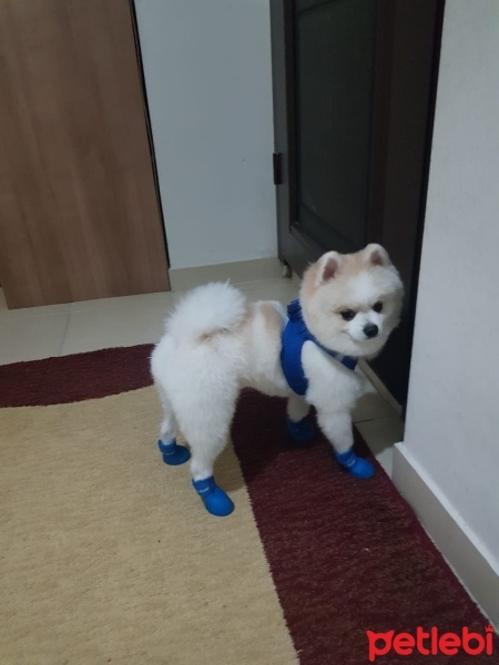 Pomeranyalı, Köpek  Leo fotoğrafı