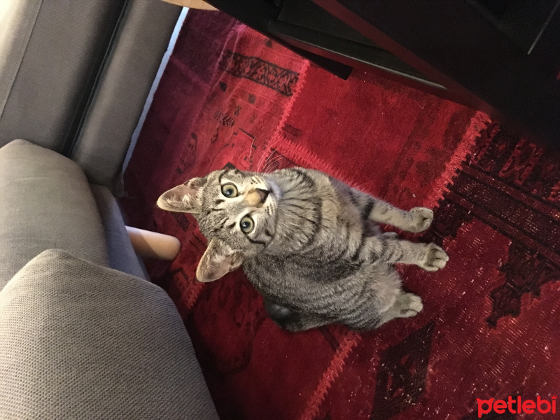 Tekir Kedi, Kedi  Gazoz fotoğrafı