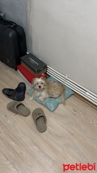 Maltese, Köpek  Kuki ücretsiz sahiplendirme fotoğrafı