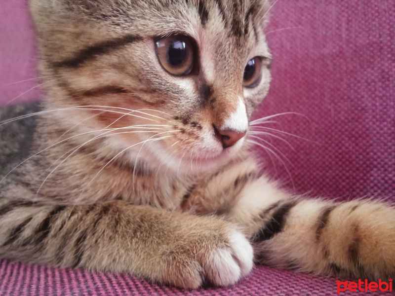 Tekir Kedi, Kedi  Sürpriz fotoğrafı