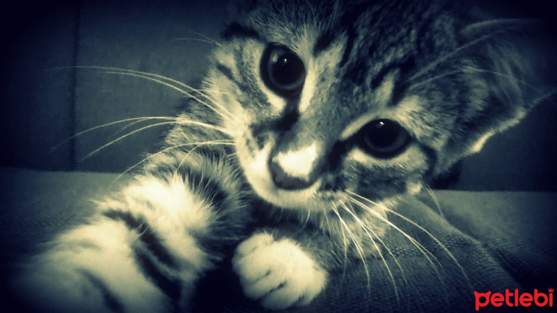 Tekir Kedi, Kedi  Sürpriz fotoğrafı