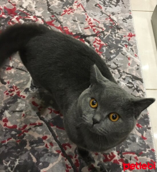 British Shorthair, Kedi  Ozi fotoğrafı