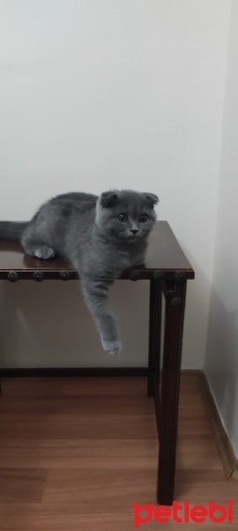 Scottish Fold, Kedi  Mia fotoğrafı
