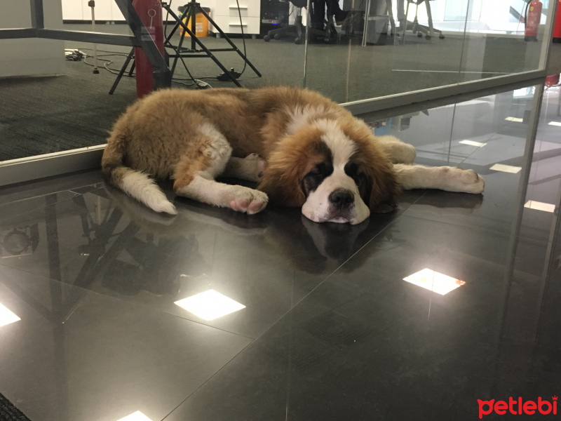 St. Bernard (Saint Bernard), Köpek  MAXIMUS fotoğrafı