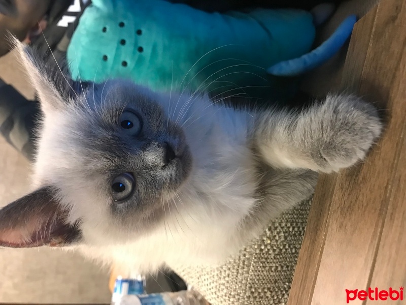 Siyam Kedisi, Kedi  Oreo fotoğrafı
