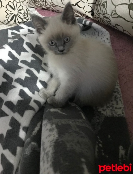Siyam Kedisi, Kedi  Oreo fotoğrafı