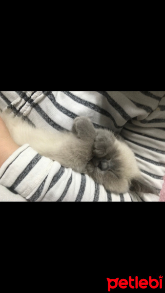 Siyam Kedisi, Kedi  Oreo fotoğrafı