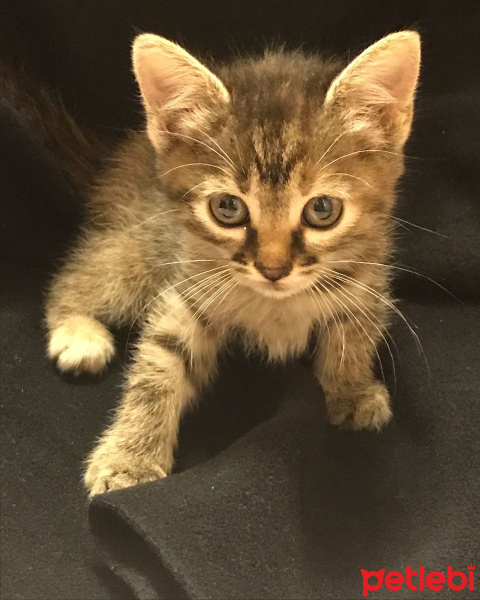 Tekir Kedi, Kedi  Khaalesi fotoğrafı