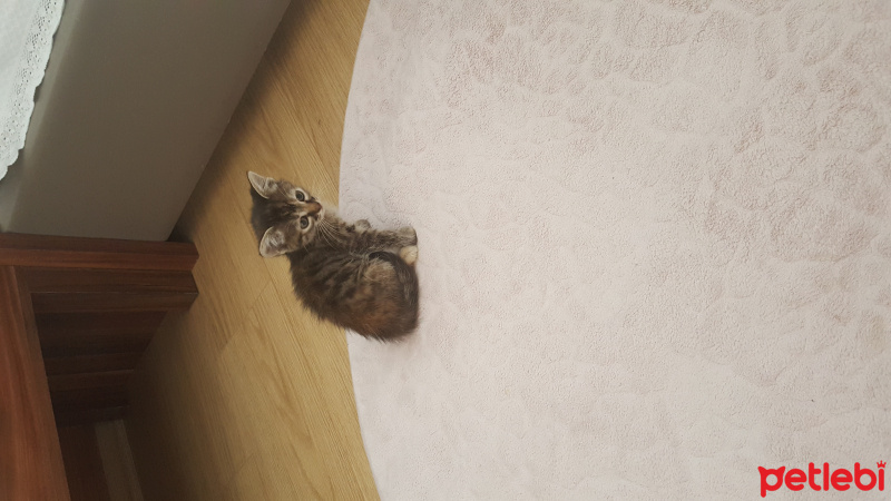 Tekir Kedi, Kedi  Khaalesi fotoğrafı
