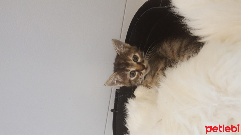 Tekir Kedi, Kedi  Khaalesi fotoğrafı
