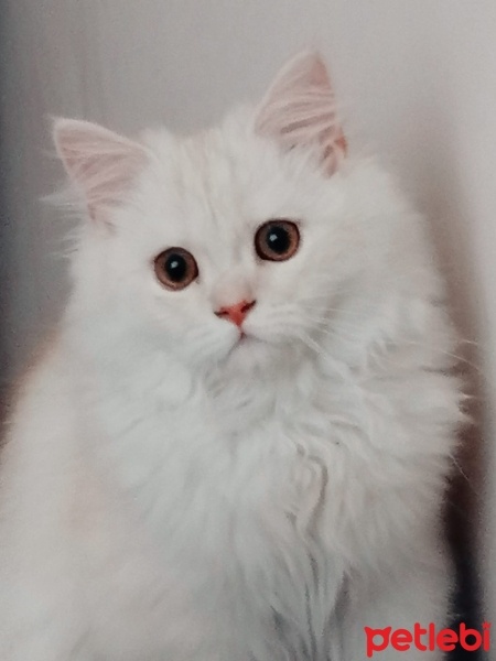 İran Kedisi (Persian), Kedi  Tarçın fotoğrafı