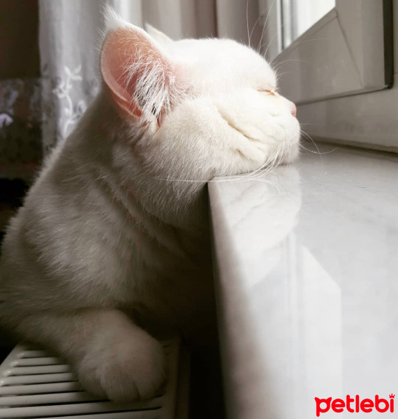 British Shorthair, Kedi  pamuk fotoğrafı