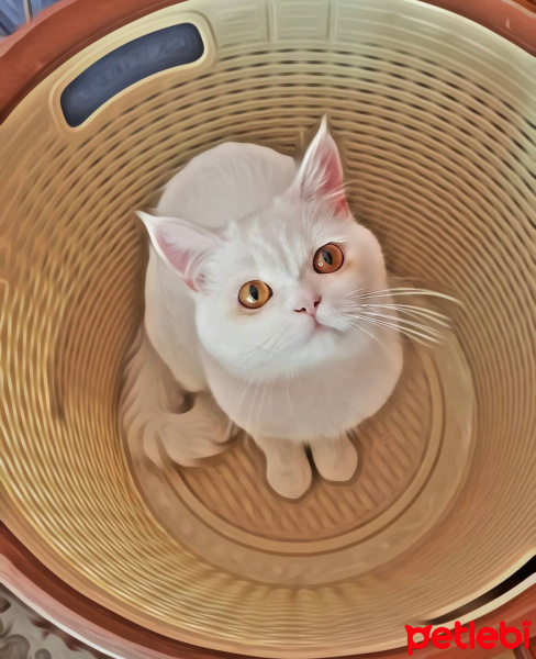 British Shorthair, Kedi  pamuk fotoğrafı