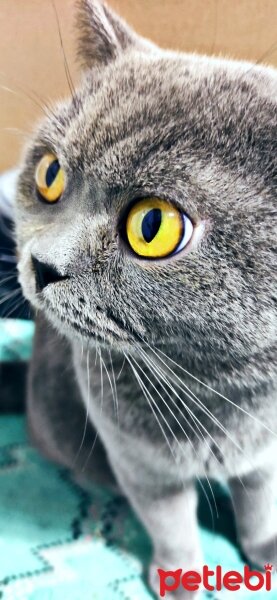 Brazilian Shorthair, Kedi  kivi fotoğrafı