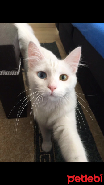 Van Kedisi, Kedi  Lilith fotoğrafı