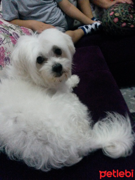 Maltese, Köpek  Şimşek fotoğrafı